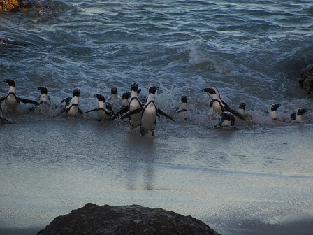 South African Penguins Out of the Sea